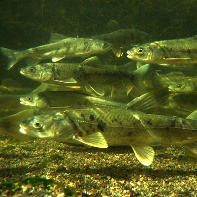 法院淡水魚賠償鑒定指定鑒定機構