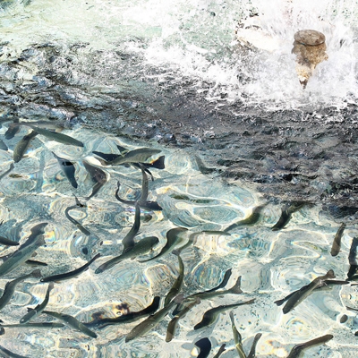 淡水魚損失賠償鑒定評估