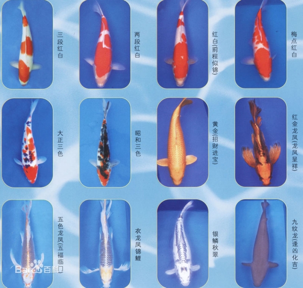 偷盜錦鯉魚價值鑒定;價格評估
