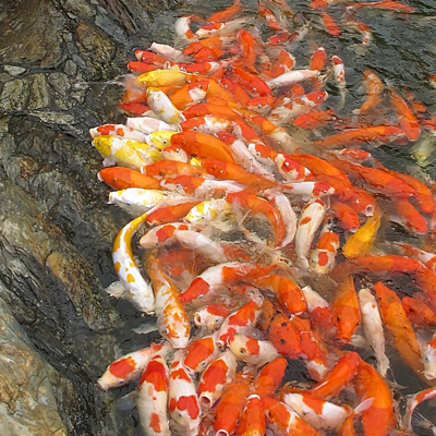 觀賞魚評估